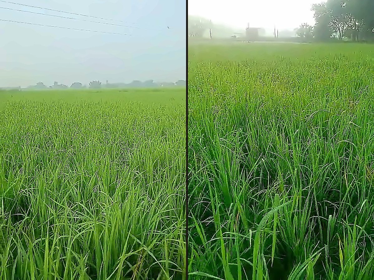 Agricultural Land — 24 Biswa, Nathpur, Sindhora
