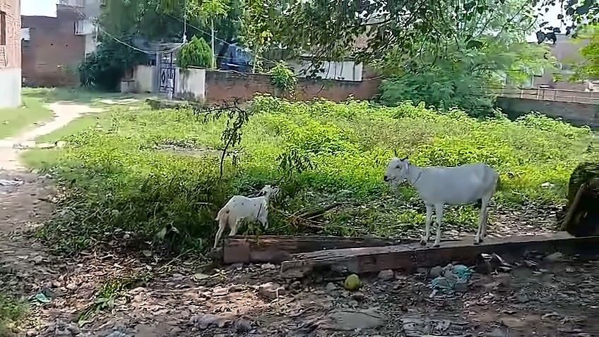 Land for Sale — 7,480+ Sq Ft, 40 Ft Front, Kotwa, Sarai Mohana, near Namo Ghat — photo 3