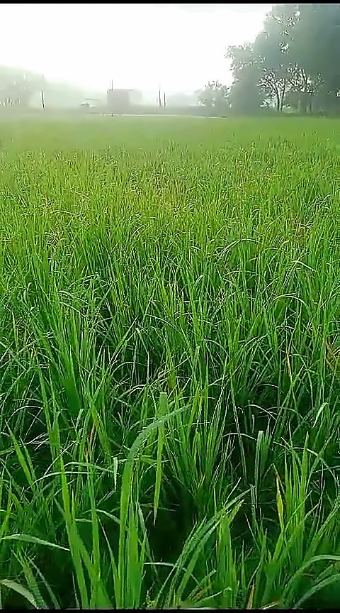 Agricultural Land — 24 Biswa, Nathpur, Sindhora — photo 2