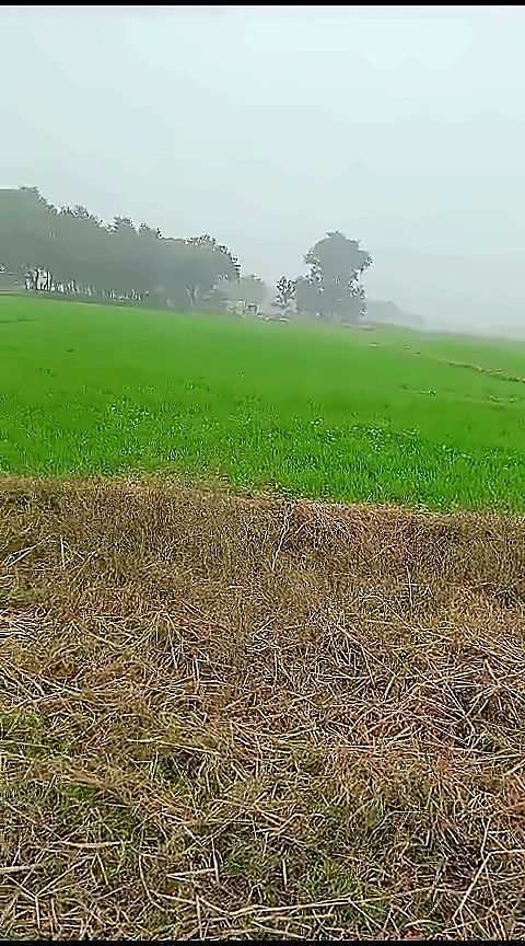 Agricultural Land — 24 Biswa, Nathpur, Sindhora — photo 3