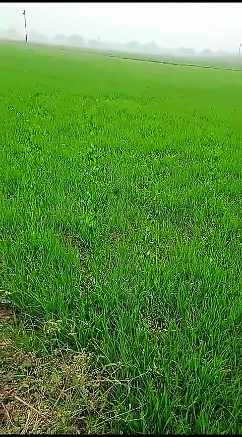 Agricultural Land — 24 Biswa, Nathpur, Sindhora — photo 4