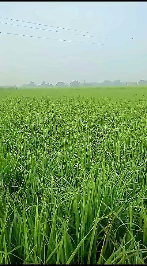 Agricultural Land — 24 Biswa, Nathpur, Sindhora